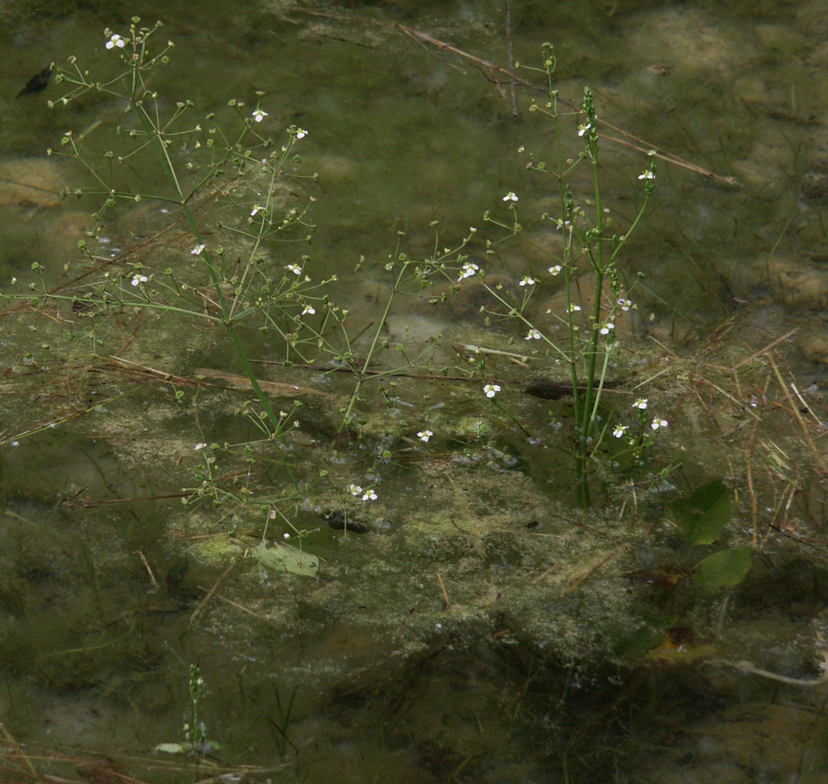 Alisma plantago-aquatica